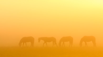 Fototapeta na wymiar Morning mist with horses