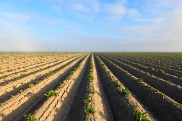 Cultivated potato field