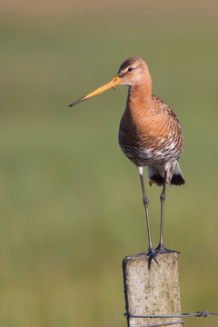 Black-tailed Godwit bird on a pile