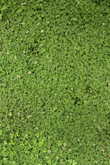 clover