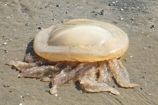 M&eacute;duse urticante