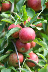 Pommes rouges dans pommiers (#6)
