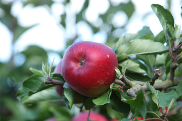 Pommes rouges dans pommiers (#3)