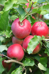 Pommes rouges dans pommiers (#1)