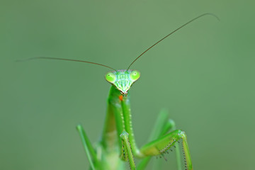 mantis