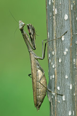 mantis