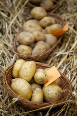 Świeże ziemniaki w koszu © sitriel