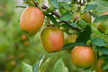 Cropps Pink apples on the branch