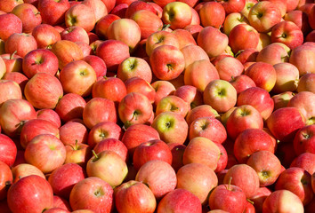 New crop of red Gala apples