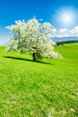 Fototapeta na wymiar Drzewo na wiosnę