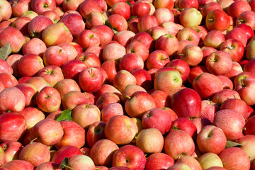 New crop of red Gala apples