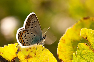 butterfly
