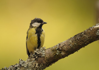 mésange charbonnière