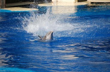 Delfin © Jose García