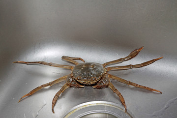 crab