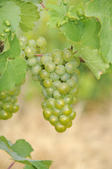 Weintrauben