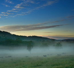 rural landscape at fog at dawn