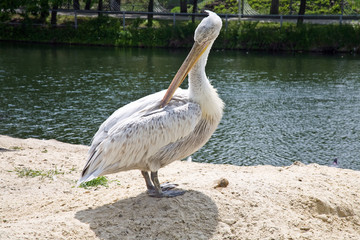 Pelican