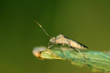stinkbug