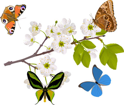 cherry tree branch with four big butterflies