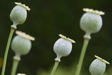 Opium poppy heads (Papaver somniferum) on green background