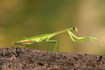 tenodera mantis