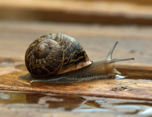 Snail