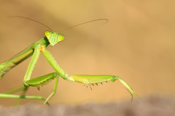 tenodera mantis