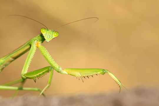 tenodera mantis