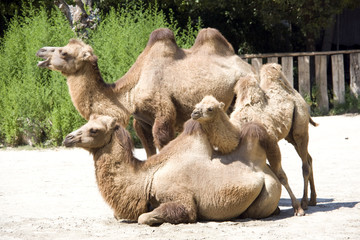 camel family