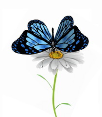 butterfly and daisy on white background