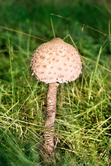Parasol mushroom on the grass background