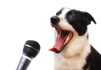 Singing dog - 25819482