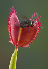Fly in a venus fly trap