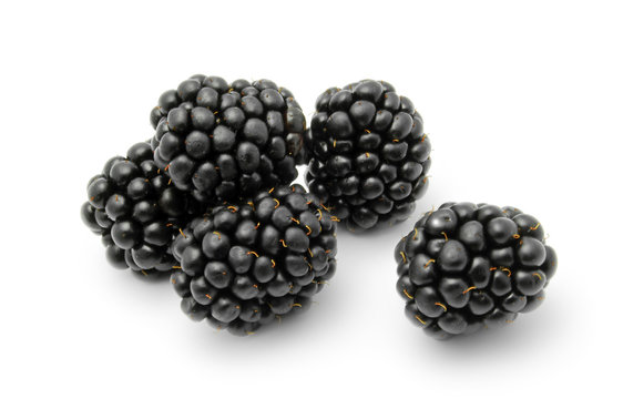 blackberries isolated