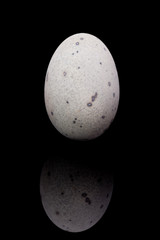 Thousand-year Egg