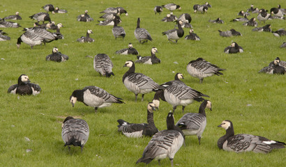 Barnacle goose