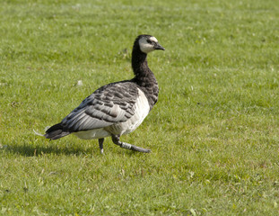 Barnacle goose