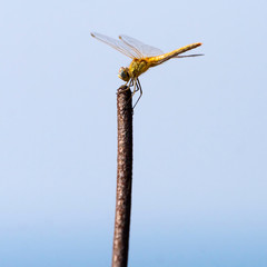 Dragonfly on a twig