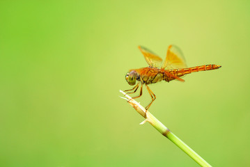 Dragonfly in The Garden