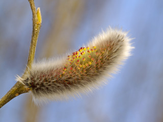 Obraz premium Willow flower