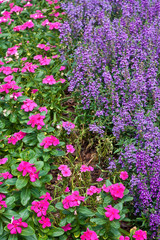 Fototapeta premium Pink and Purple Ground Cover Flowers