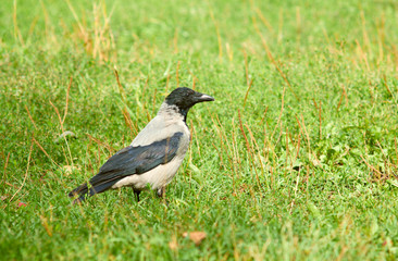 Jackdaw  (Corvus monedula). Walking on green meadow.