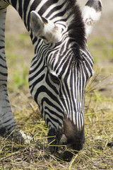 Fototapeta na wymiar Eating zebra