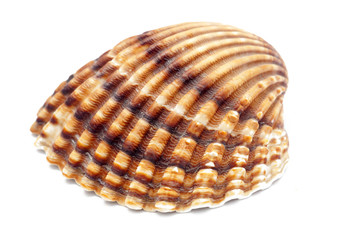 shell