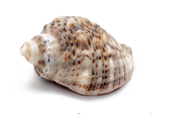 shell