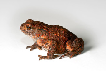 Fototapeta premium Toad on white background