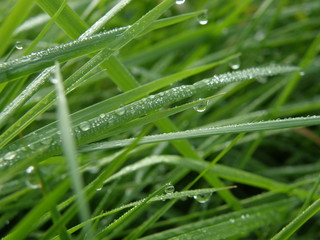 Grass