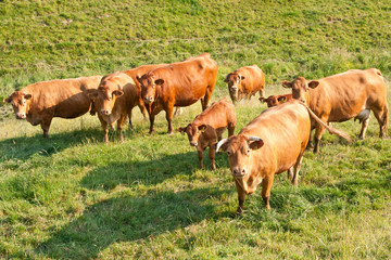 Milchvieh auf der Weide 069