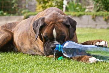 A dog drinking water from a bottle